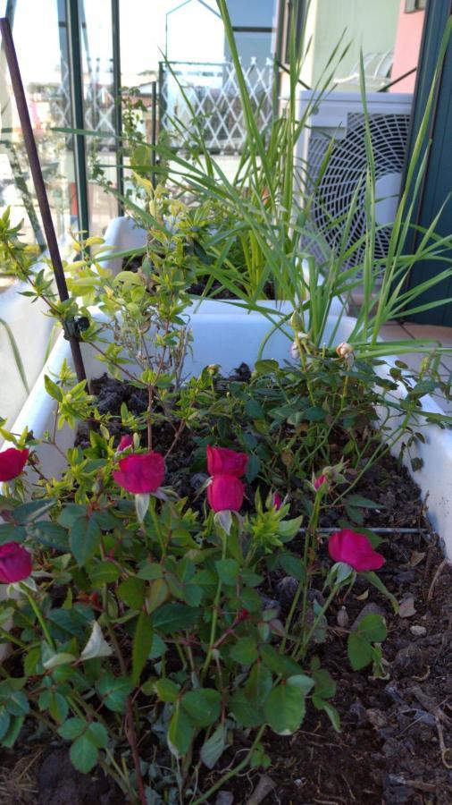 Delle Rose Apartment Eraclea Mare Bagian luar foto
